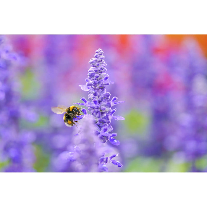 Sigma 105mm f/2.8 DG DN Macro Art Lens L-Mount Full-Frame Mirrorless