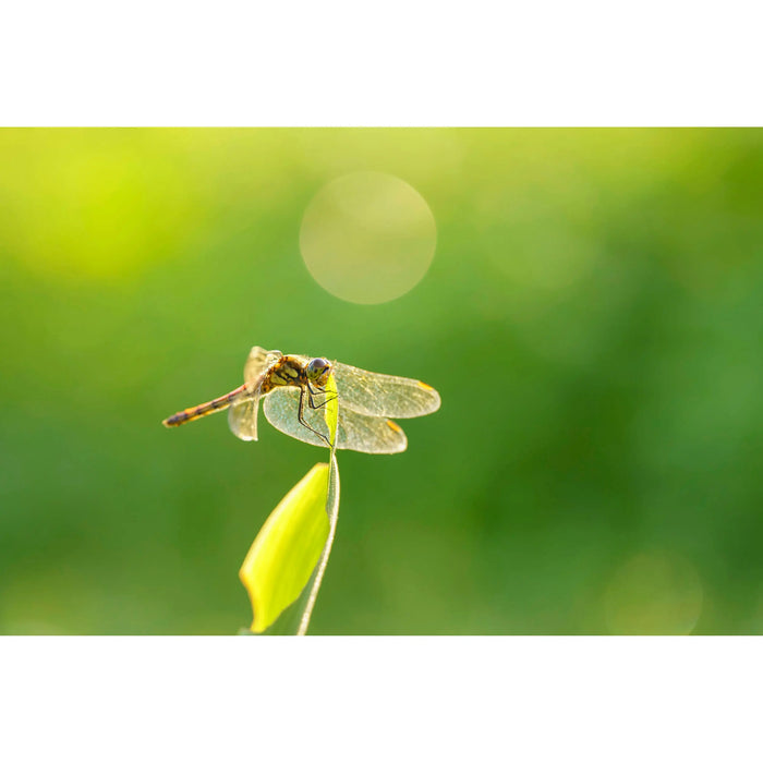 Sigma 105mm f/2.8 DG DN Macro Art Lens L-Mount Full-Frame Mirrorless