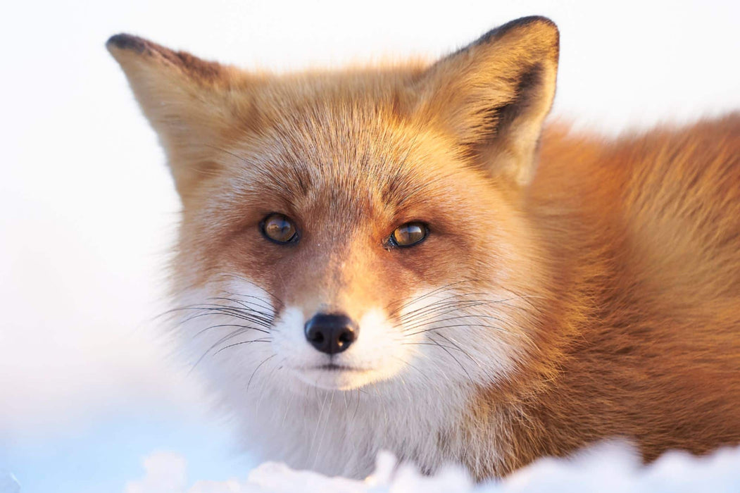 Sony Alpha 7 III Full-Frame Mirrorless Camera 28-70mm OSS Lens Kit