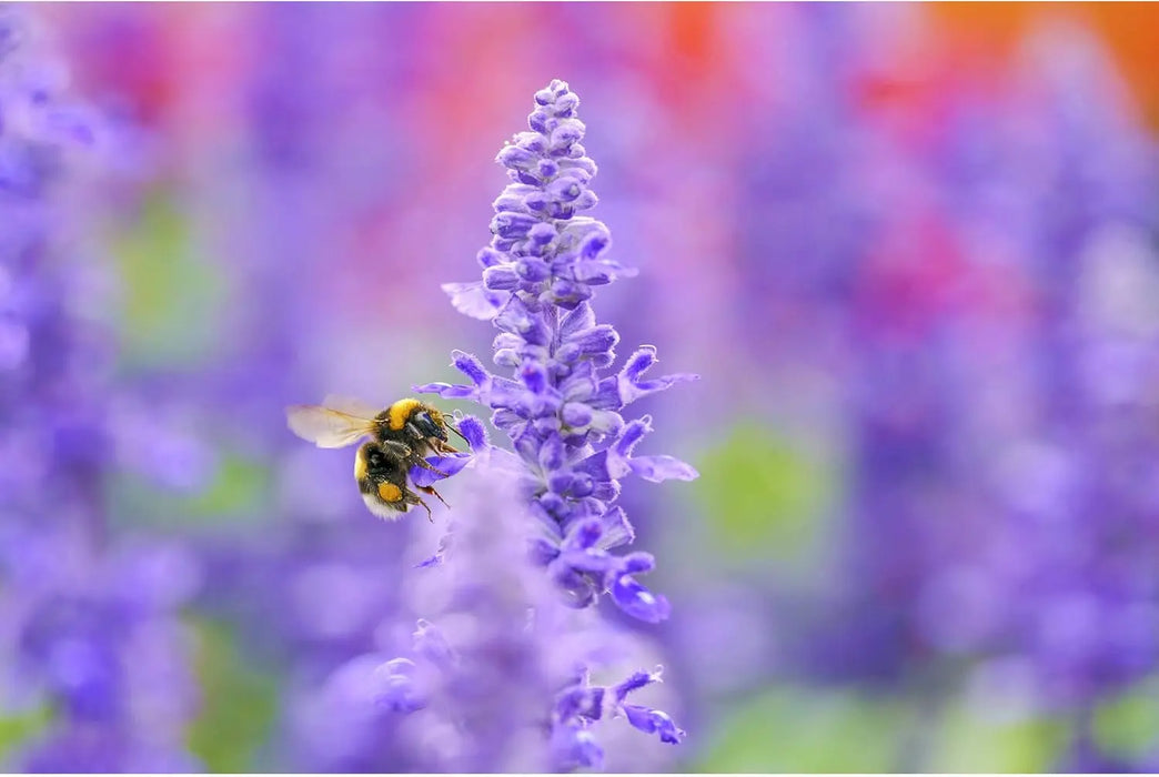 Sigma 105mm F2.8 DG DN Macro Art (Sony E-mount)