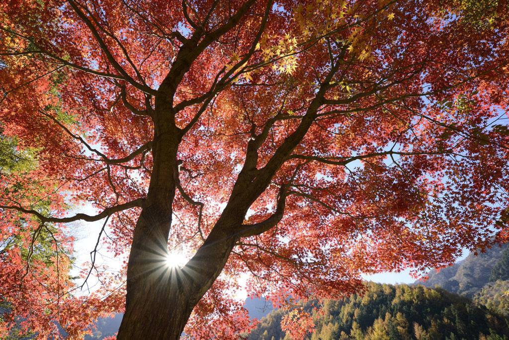 Nikon AF-S NIKKOR 18-35mm f/3.5-4.5G ED Lens