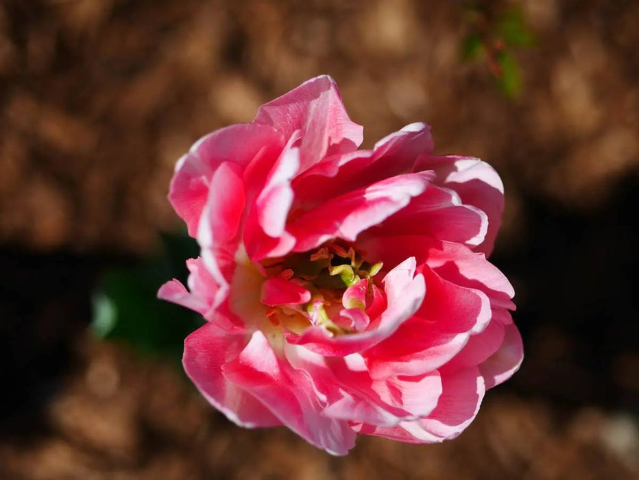 Panasonic LUMIX G 42.5mm f/1.7 ASPH. POWER O.I.S. Lens