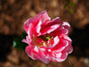 Panasonic LUMIX G 42.5mm f/1.7 ASPH. POWER O.I.S. Lens