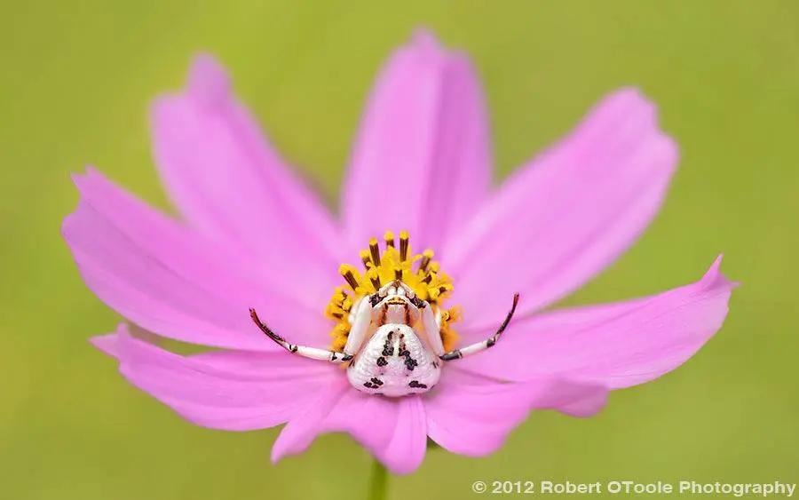 Sigma 180mm f/2.8 APO Macro EX DG OS HSM Lens (for Sony)