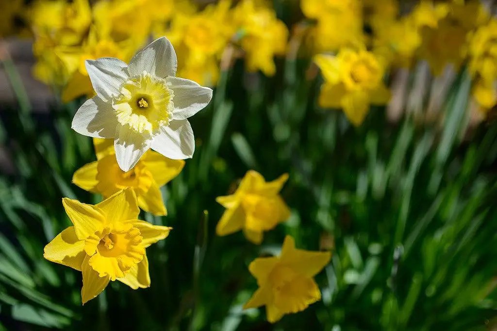 Sigma 35mm f/1.4 DG HSM Art Lens for Pentax DSLR Cameras