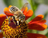 Sigma 150mm f/2.8 EX DG OS HSM APO Macro Lens (For Sony)