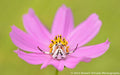 Sigma 180mm f/2.8 APO Macro EX DG OS HSM Lens (for Sony)