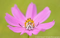 Sigma 180mm f/2.8 APO Macro EX DG OS HSM Lens (for Canon) 9/10