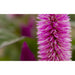 Sony DT 30mm f/2.8 Macro SAM Lens